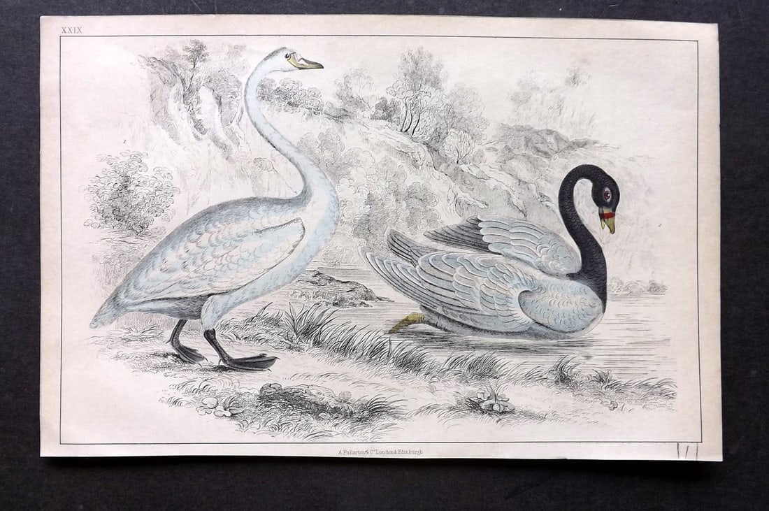Goldsmith, Oliver C1850 Hand Col Bird Print. Swans (1 of 1)