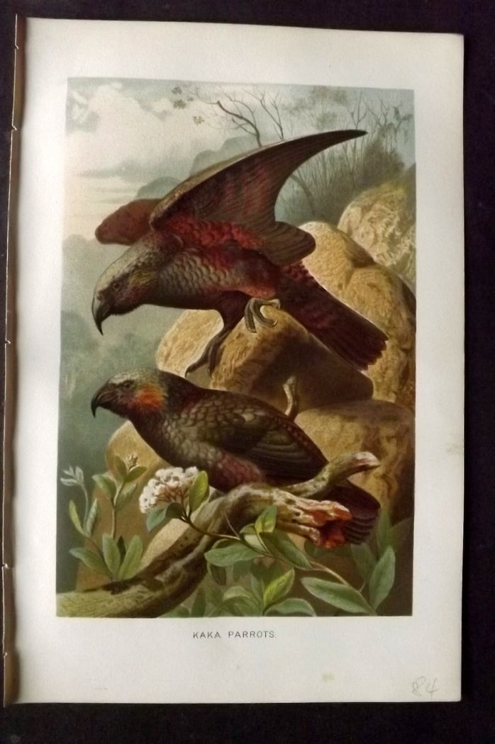 Lydekker, Richard 1896 Antique Bird Print. Kaka Parrots. New Zealand (1 of 1)