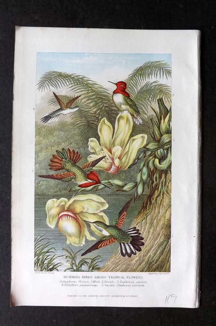 Pouchet, F. A. C1900 Antique Bird Print. Hummingbirds among Tropical Flowers (1 of 1)