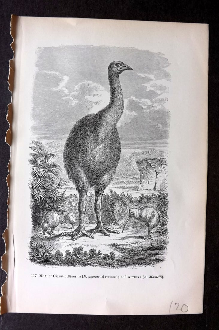 Pouchet, F. A. C1900 Antique Bird Print. Extinct Moa Bird, New Zealand: Wood Engraving (Reverse side blank) Published C1900, London for "The Universe: Or, The Infinitely Great and The Infinitely Little" by F. A. Pouchet. Paper Size: 8.5 x 6 inch (22 x 15cm) Good Condition