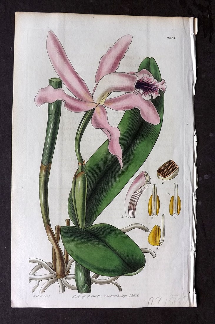 Curtis 1828 HCol Botanical Print. Middle Size Flowered Cattleya 2851 Orchid (1 of 1)