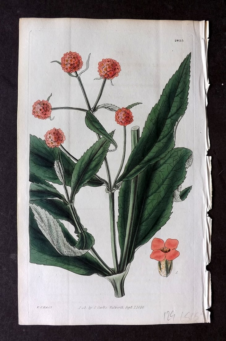 Curtis 1828 HCol Botanical Print. Connate-Leaved Buddlea 2853: Antique Engraving/Etching Published 1787-1904, London for "The Botanical Magazine; or Flower-Garden Displayed" and later "Curtis's Botanical Magazine..." by William Curtis, continued by John Simms and
