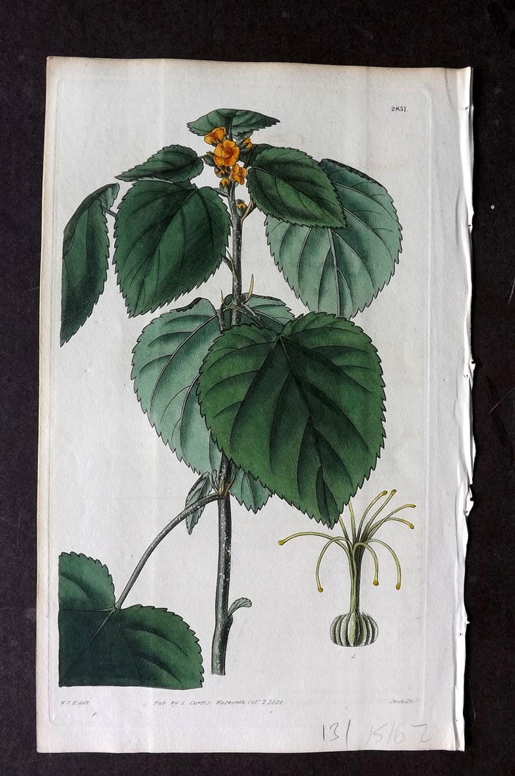 Curtis 1828 HCol Botanical Print. Sessile-Flowered Sida 2857: Antique Engraving/Etching Published 1787-1904, London for "The Botanical Magazine; or Flower-Garden Displayed" and later "Curtis's Botanical Magazine..." by William Curtis, continued by John Simms and