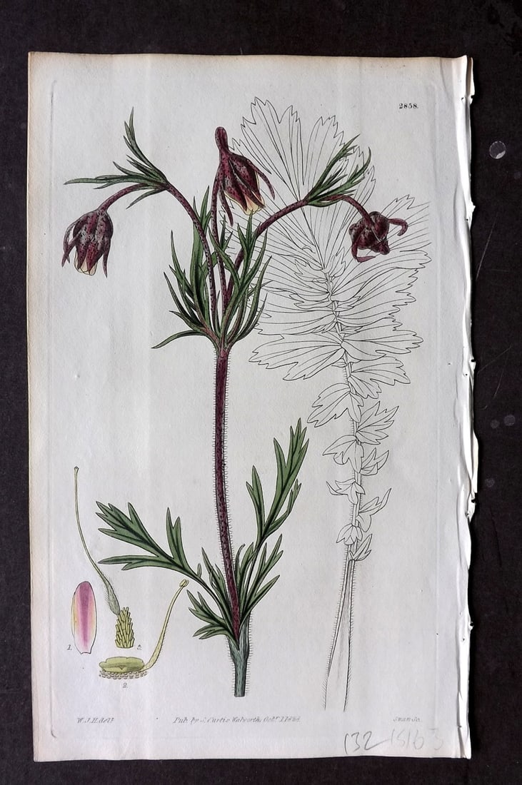Curtis 1828 HCol Botanical Print. Three-Flowered Sieversia 2858: Antique Engraving/Etching Published 1787-1904, London for "The Botanical Magazine; or Flower-Garden Displayed" and later "Curtis's Botanical Magazine..." by William Curtis, continued by John Simms and