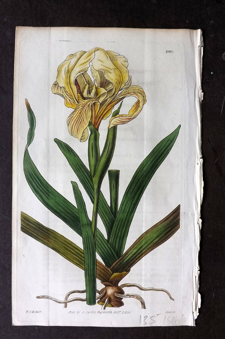Curtis 1828 HCol Botanical Print. Pale Yellow Iris 2861 (1 of 1)