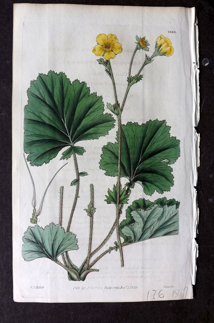 Curtis 1828 HCol Botanical Print. Mr. Peck's Sieversia 2863 (1 of 1)