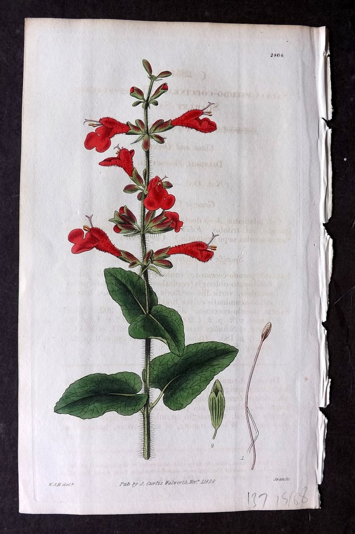 Curtis 1828 HCol Botanical Print. Hairy Stalked Scarlet Sage 2864: Antique Engraving/Etching Published 1787-1904, London for "The Botanical Magazine; or Flower-Garden Displayed" and later "Curtis's Botanical Magazine..." by William Curtis, continued by John Simms and