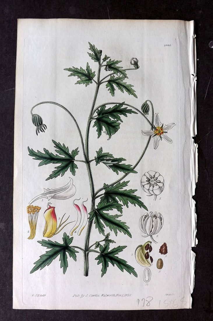 Curtis 1828 HCol Botanical Print. Palmated Blumenbachia 2865: Antique Engraving/Etching Published 1787-1904, London for "The Botanical Magazine; or Flower-Garden Displayed" and later "Curtis's Botanical Magazine..." by William Curtis, continued by John Simms and