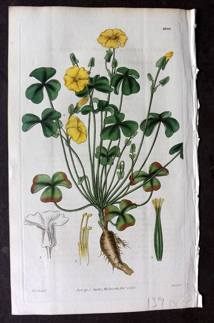 Curtis 1828 HCol Botanical Print. Fleshy Wood-Sorrel 2866: Antique Engraving/Etching Published 1787-1904, London for "The Botanical Magazine; or Flower-Garden Displayed" and later "Curtis's Botanical Magazine..." by William Curtis, continued by John Simms and