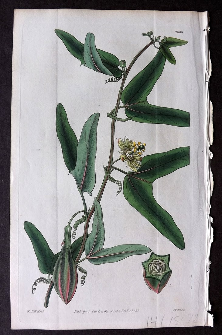 Curtis 1828 HCol Botanical Print. Angular-Fruited Passion Flower 2868: Antique Engraving/Etching Published 1787-1904, London for "The Botanical Magazine; or Flower-Garden Displayed" and later "Curtis's Botanical Magazine..." by William Curtis, continued by John Simms and