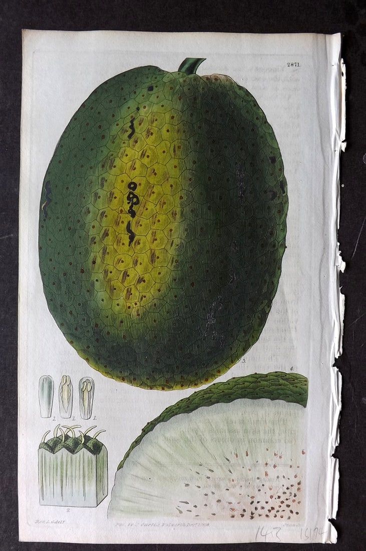 Curtis 1828 HCol Botanical Print. Bread Fruit Tree 2871 (1 of 1)