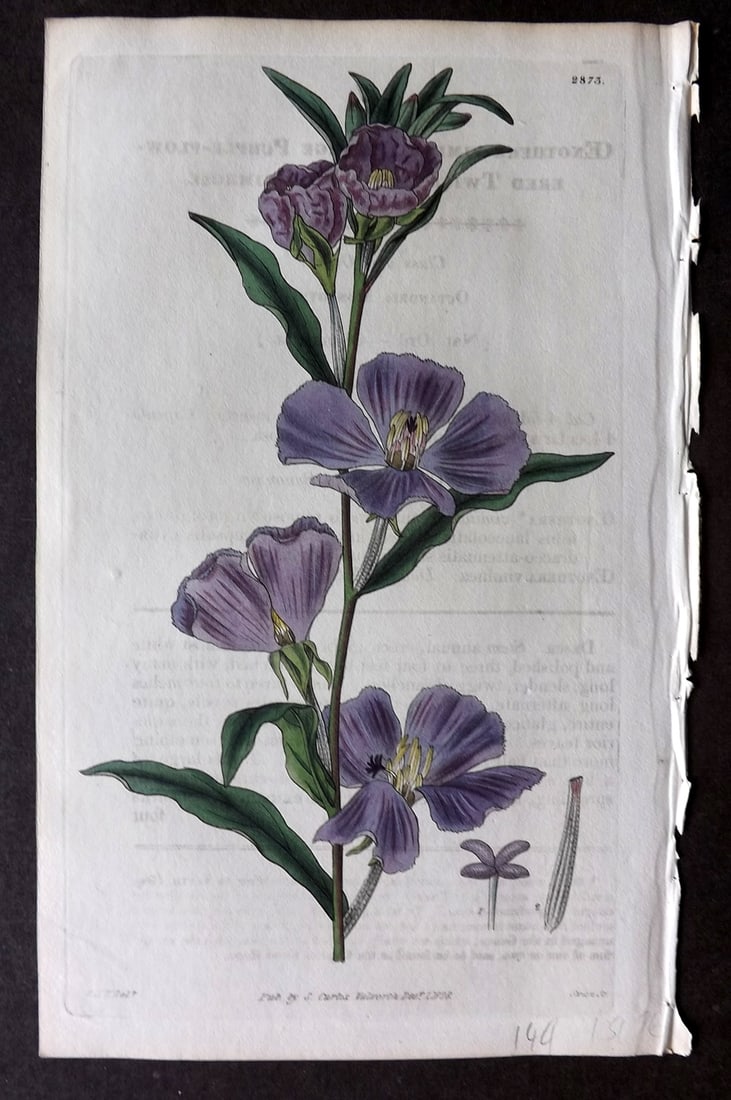 Curtis 1828 HCol Botanical. Large Purple Flowered Twiggy Evening Primrose 2873 (1 of 1)