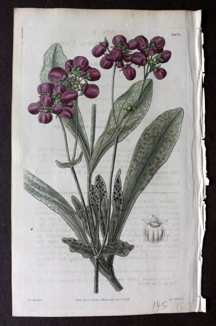 Curtis 1828 HCol Botanical Print. Cobweb Slipper-Wort 2874: Antique Engraving/Etching Published 1787-1904, London for "The Botanical Magazine; or Flower-Garden Displayed" and later "Curtis's Botanical Magazine..." by William Curtis, continued by John Simms and