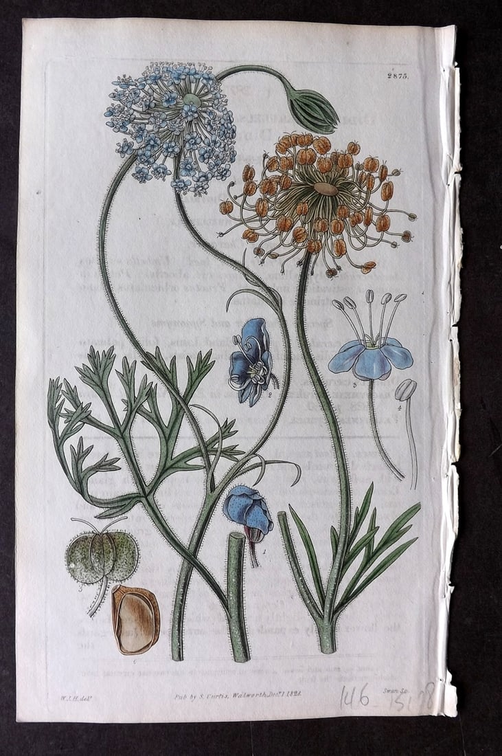 Curtis 1828 HCol Botanical Print. Blue Flowered Didiscus 2875: Antique Engraving/Etching Published 1787-1904, London for "The Botanical Magazine; or Flower-Garden Displayed" and later "Curtis's Botanical Magazine..." by William Curtis, continued by John Simms and
