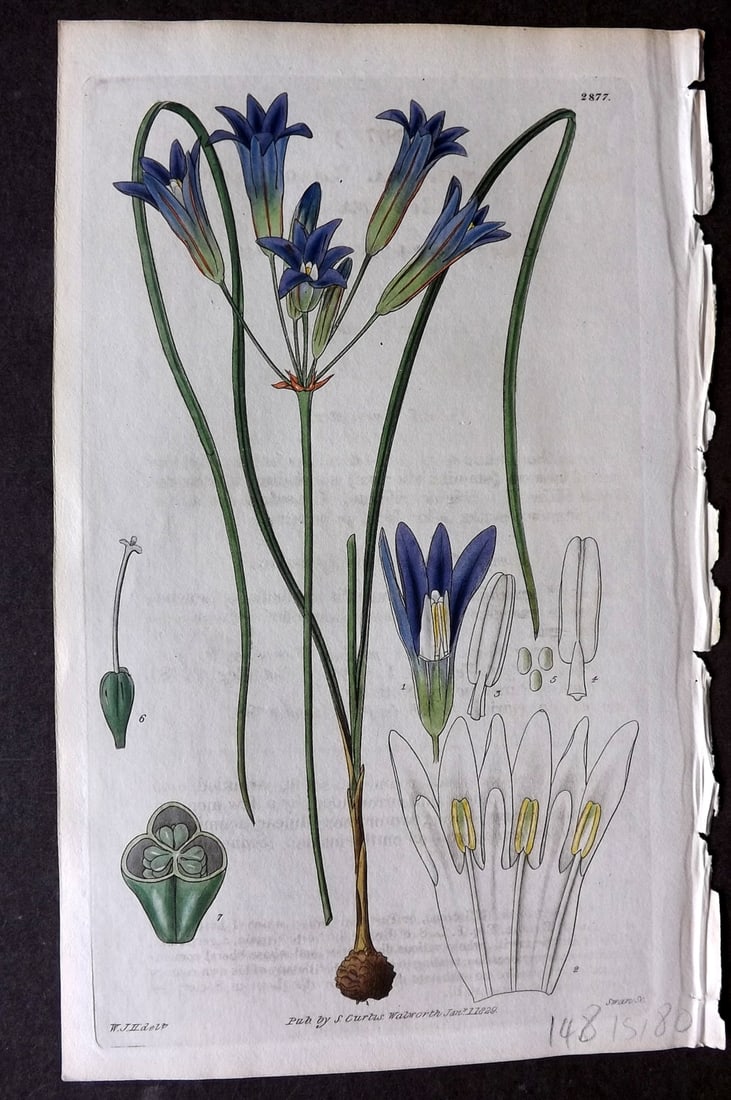 Curtis 1829 HCol Botanical Print. Large Flowered Brodiaea 2877: Antique Engraving/Etching Published 1787-1904, London for "The Botanical Magazine; or Flower-Garden Displayed" and later "Curtis's Botanical Magazine..." by William Curtis, continued by John Simms and