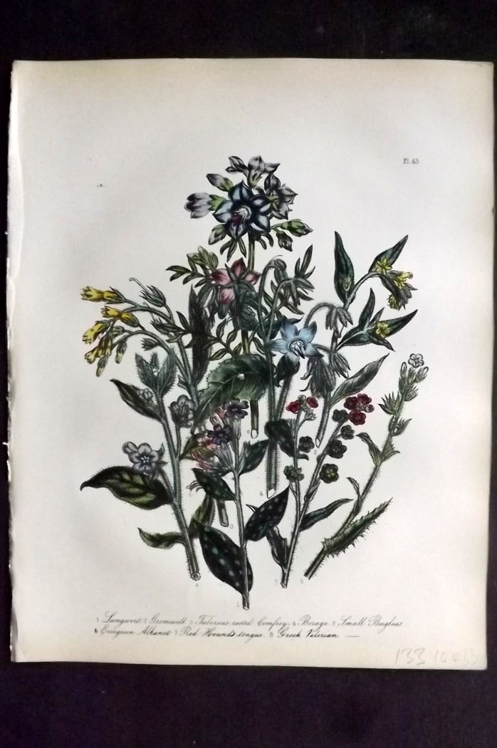 Loudon, Mrs Jane 1849 Botanical Print. Lungwort, Gromwell, Comfrey, Borage, Valerian 43: Hand Colored Lithograph Published 1855, London for "British Wild Flowers" Second Edition by Mrs Jane Loudon. Paper Size: 11.5 x 9 inch (29 x 23cm) Good Condition
