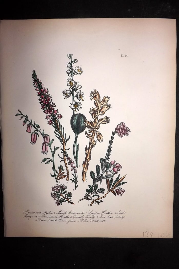 Loudon, Mrs Jane 1849 Botanical Print. Azalea, Heather, Heath, Red Bear-Berry 44: Hand Colored Lithograph Published 1855, London for "British Wild Flowers" Second Edition by Mrs Jane Loudon. Paper Size: 11.5 x 9 inch (29 x 23cm) Good Condition