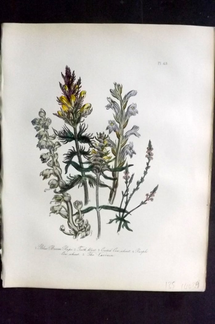 Loudon, Mrs Jane 1849 Botanical Print. Blue Broom Rape, Toothwort, Cow Wheat, Vervain 49: Hand Colored Lithograph Published 1855, London for "British Wild Flowers" Second Edition by Mrs Jane Loudon. Paper Size: 11.5 x 9 inch (29 x 23cm) Good Condition