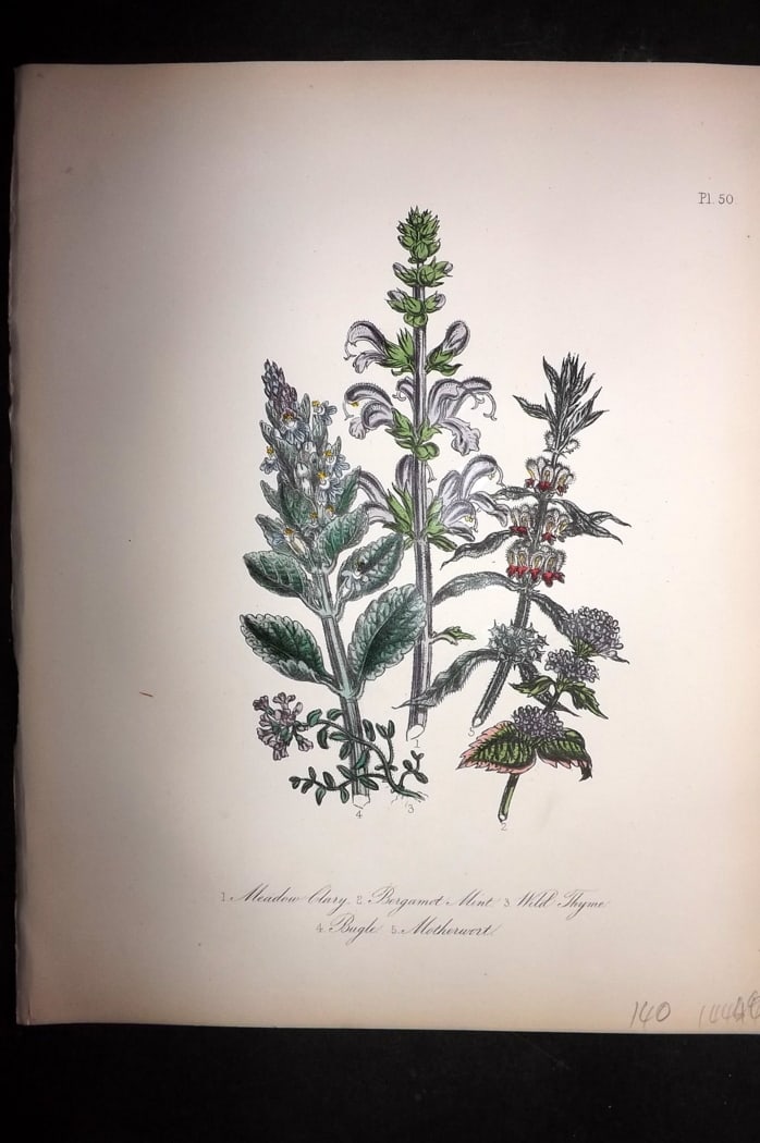 Loudon, Mrs Jane 1849 Botanical Print. Meadow Clary, Bergamot Mint, Thyme, Bugle 50: Hand Colored Lithograph Published 1855, London for "British Wild Flowers" Second Edition by Mrs Jane Loudon. Paper Size: 11.5 x 9 inch (29 x 23cm) Good Condition
