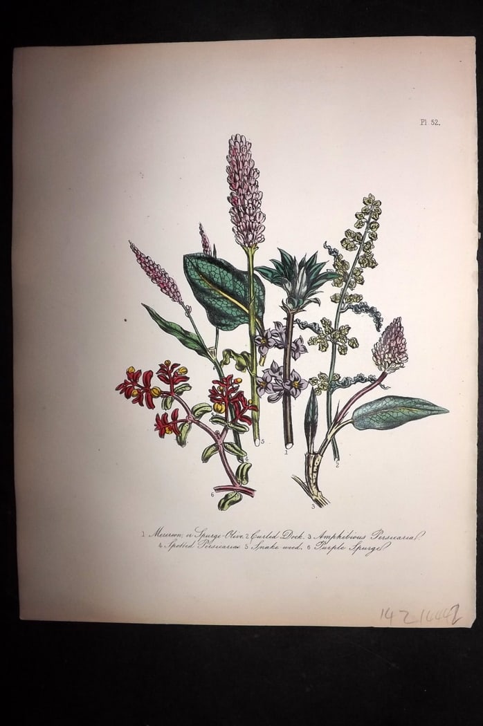 Loudon, Mrs Jane 1849 Botanical Print. Mezereon, Curled Dock, Persicaria, Snake Weed 52: Hand Colored Lithograph Published 1855, London for "British Wild Flowers" Second Edition by Mrs Jane Loudon. Paper Size: 11.5 x 9 inch (29 x 23cm) Good Condition