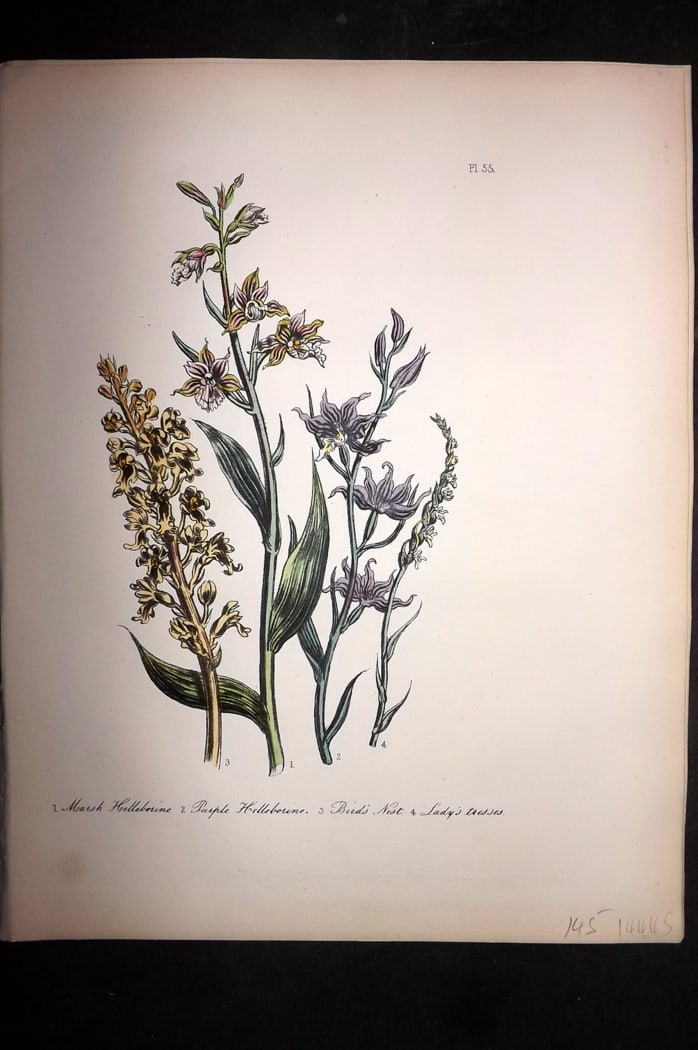 Loudon, Mrs Jane 1849 Botanical Print. Helleborine, Bird's Nest, Lady's Tresses 55: Hand Colored Lithograph Published 1855, London for "British Wild Flowers" Second Edition by Mrs Jane Loudon. Paper Size: 11.5 x 9 inch (29 x 23cm) Good Condition