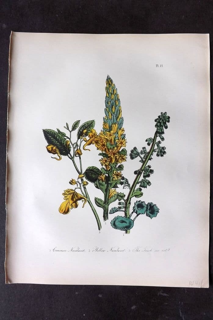 Loudon, Mrs Jane 1849 Botanical Print. Navelwort & Touch Me Not 21 (1 of 1)