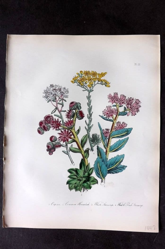 Loudon, Mrs Jane 1849 Botanical Print. Orpine, House Leek, Stonecrop 22 (1 of 1)