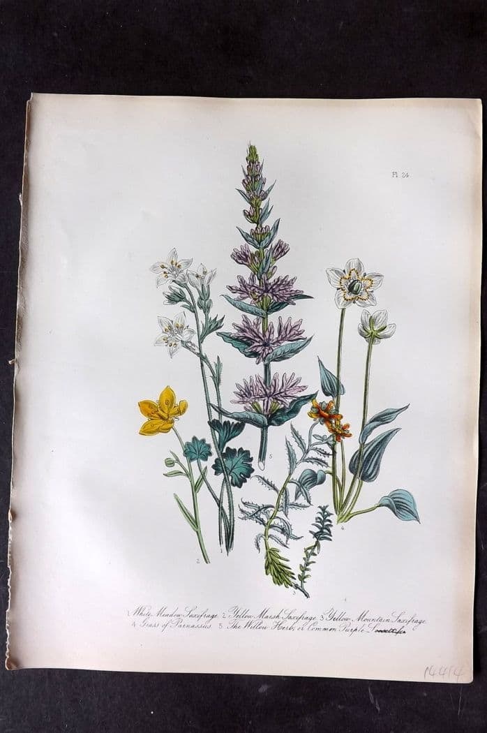 Loudon, Mrs Jane 1849 Botanical Print. Saxifrage, Grass of Parnassus, Willow Herb 24 (1 of 1)
