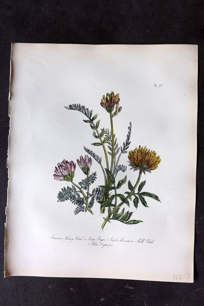 Loudon, Mrs Jane 1849 Botanical Print. Kidney Vetch, Milk Vetch, Yellow Oxytropis 27: Antique Lithograph Published 1855, London for "British Wild Flowers" Second Edition by Mrs Jane Loudon. Fine hand colour as issued. Paper Size: 11.5 x 9 inch (29 x 23cm) Good Condition