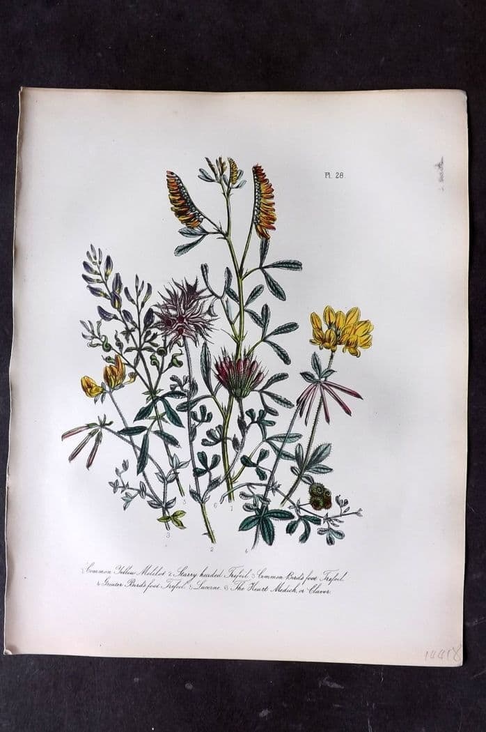 Loudon, Mrs Jane 1849 Botanical Print. Melilot, Trefoil, Lucerne, Heart-Medick 28: Antique Lithograph Published 1855, London for "British Wild Flowers" Second Edition by Mrs Jane Loudon. Fine hand colour as issued. Paper Size: 11.5 x 9 inch (29 x 23cm) Good Condition