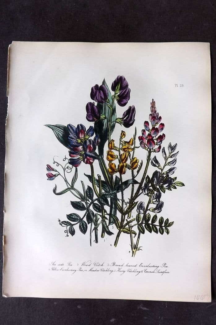 Loudon, Mrs Jane 1849 Botanical Print. Sea-Side & Everlasting Pea, Vetch, Vetchling, Saintfoin 29: Antique Lithograph Published 1855, London for "British Wild Flowers" Second Edition by Mrs Jane Loudon. Fine hand colour as issued. Paper Size: 11.5 x 9 inch (29 x 23cm) Good Condition