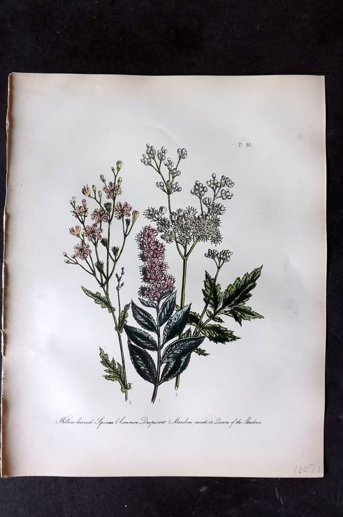 Loudon, Mrs Jane 1849 Botanical Print. Spiraea, Dropwort, Meadow Sweet 30: Antique Lithograph Published 1855, London for "British Wild Flowers" Second Edition by Mrs Jane Loudon. Fine hand colour as issued. Paper Size: 11.5 x 9 inch (29 x 23cm) Good Condition