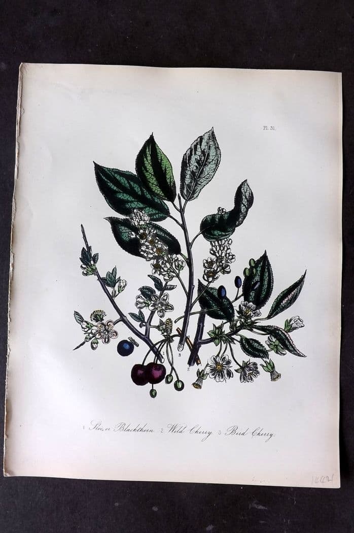 Loudon, Mrs Jane 1849 Botanical Print. Sloe or Blackthorn, Wild & Bird Cherry 31: Antique Lithograph Published 1855, London for "British Wild Flowers" Second Edition by Mrs Jane Loudon. Fine hand colour as issued. Paper Size: 11.5 x 9 inch (29 x 23cm) Good Condition
