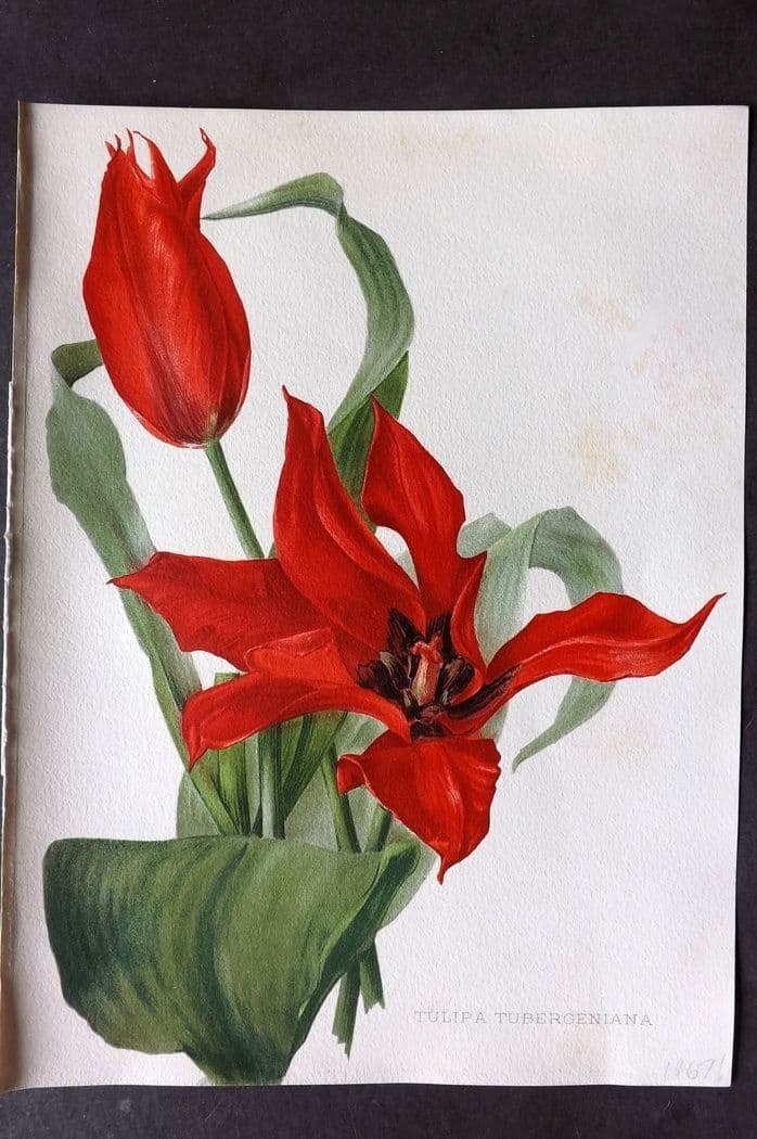 Moon, H. G. 1905 Folio Botanical Print. Tulipa Tubergeniana Tulip (1 of 1)