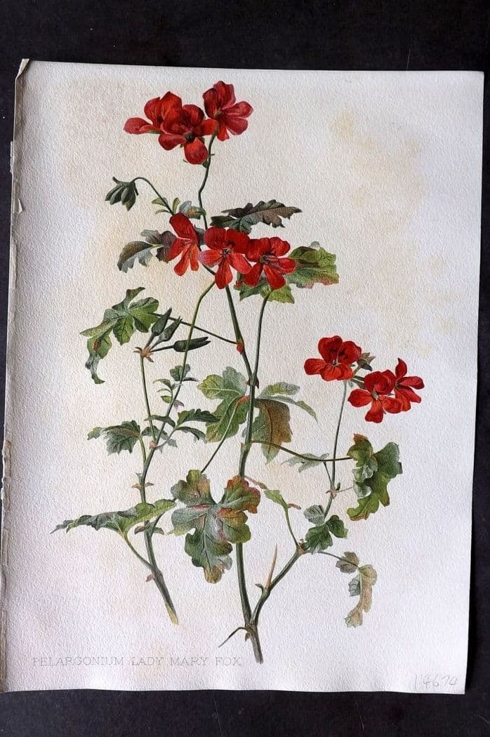 Moon, H. G. 1905 Folio Botanical Print. Pelargonium Lady Mary Fox (1 of 1)