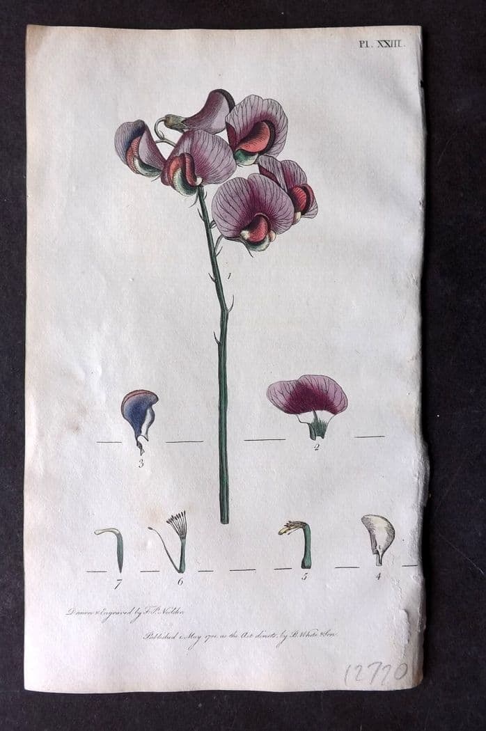 Nodder & Martyn 1815 Hand Col Botanical Print. Everlasting Pea 23: Antique Copper Plate Published 1815, London for "Thirty-eight Plates, with Explanations, Intended to Illustrate Linnaeus's System of Vegetables" by Thomas Martyn. Drawn & Engraved by Frederick Polydor