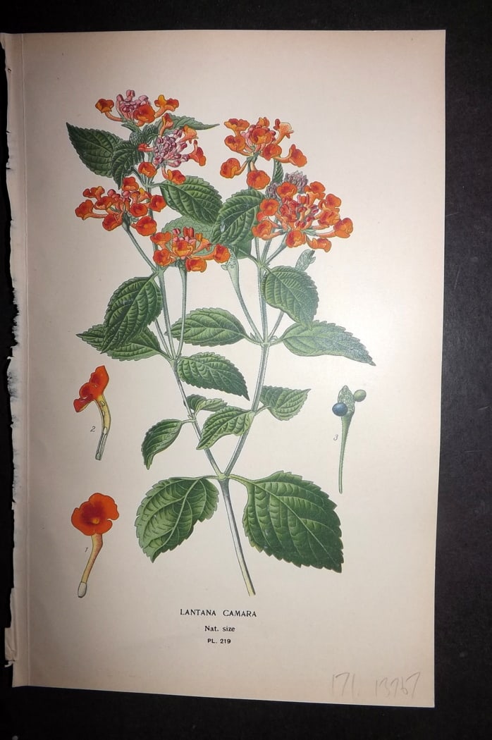 Step 1897 Antique Botanical Print. Lantana Camara 219: Chromolithograph Published 1896-97 by Frederick Warne & Co., London for "Favourite Flowers of Garden and Greenhouse" by Edward Step and William Watson. Paper Size: 9.5 x 6 inch (24 x 15cm) Good Condit