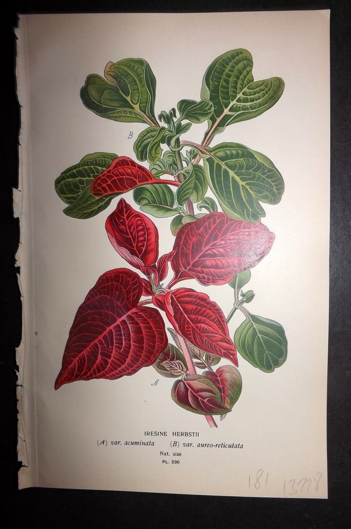 Step 1897 Antique Botanical Print. Iresine Herbstii 230: Chromolithograph Published 1896-97 by Frederick Warne & Co., London for "Favourite Flowers of Garden and Greenhouse" by Edward Step and William Watson. Paper Size: 9.5 x 6 inch (24 x 15cm) Good Condit