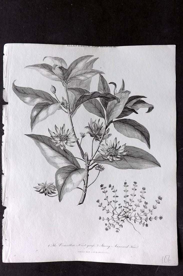 Wilkes, John 1811 Antique Botanical Print. Verticallate Knot Grass, Starry Aniseed Tree: Copper Plate Published 1796-1828 London for "Encyclopaedia Londinensis, or universal dictionary of arts, sciences and literature" by John Wilkes et al. Paper Size: 10 x 8 inch (26 x 20cm) Good Conditi