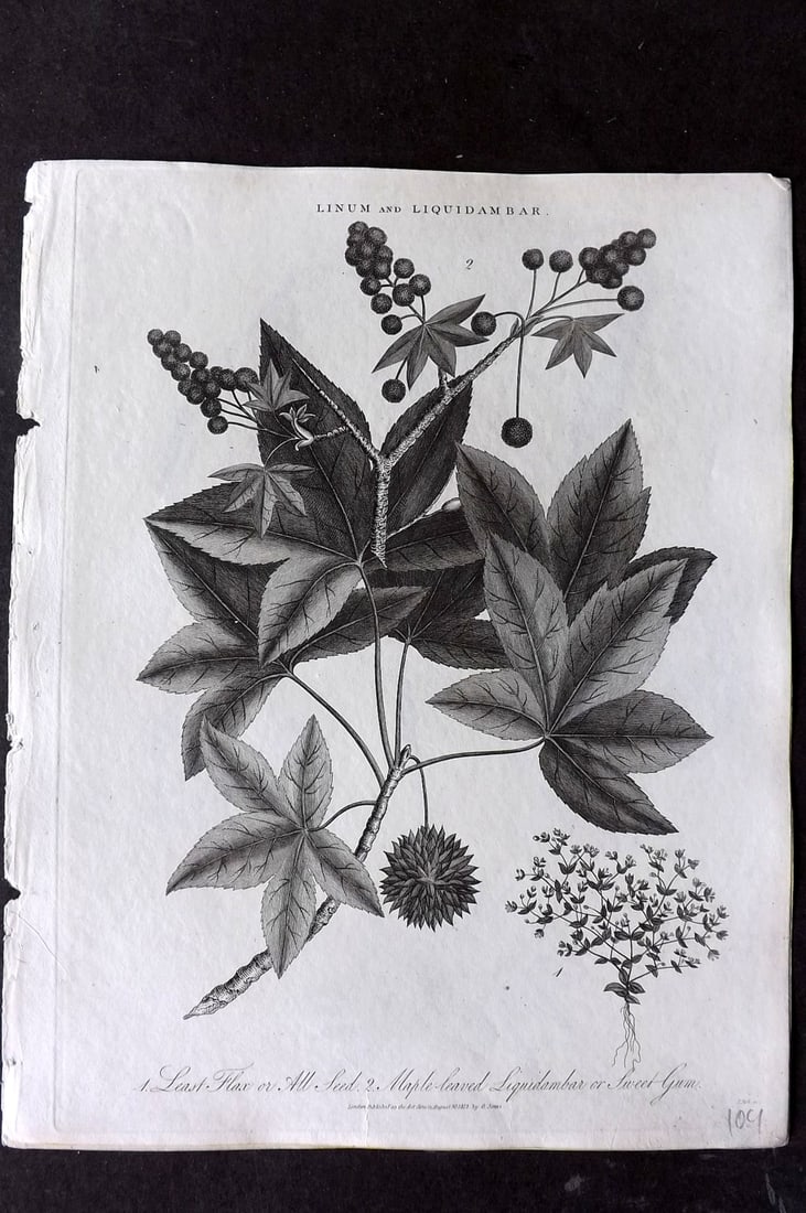 Wilkes, John 1813 Antique Botanical Print. Least Flax or All Seed, Maple Leaved Liquidambar or Sweet: Copper Plate Published 1796-1828 London for "Encyclopaedia Londinensis, or universal dictionary of arts, sciences and literature" by John Wilkes et al. Paper Size: 10 x 8 inch (26 x 20cm) Good Conditi