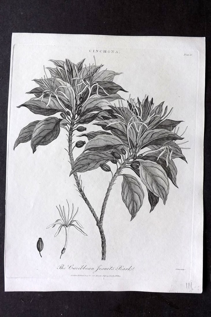 Wilkes, John 1801 Antique Botanical Print. Caribbean Jesuit Bark: Copper Plate Published 1796-1828 London for "Encyclopaedia Londinensis, or universal dictionary of arts, sciences and literature" by John Wilkes et al. Paper Size: 10 x 8 inch (26 x 20cm) Good Conditi