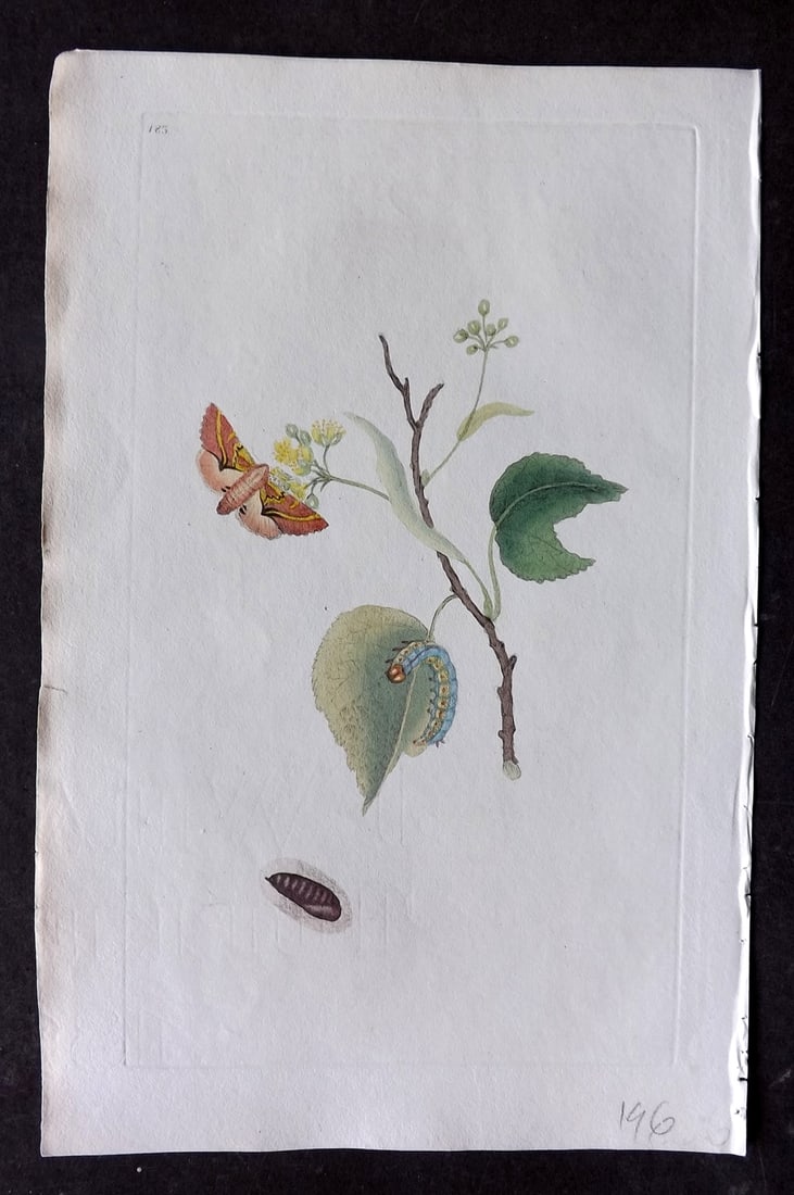 Donovan, Edward C1800 HCol Print. Dark Prominent Moth 183 (1 of 1)