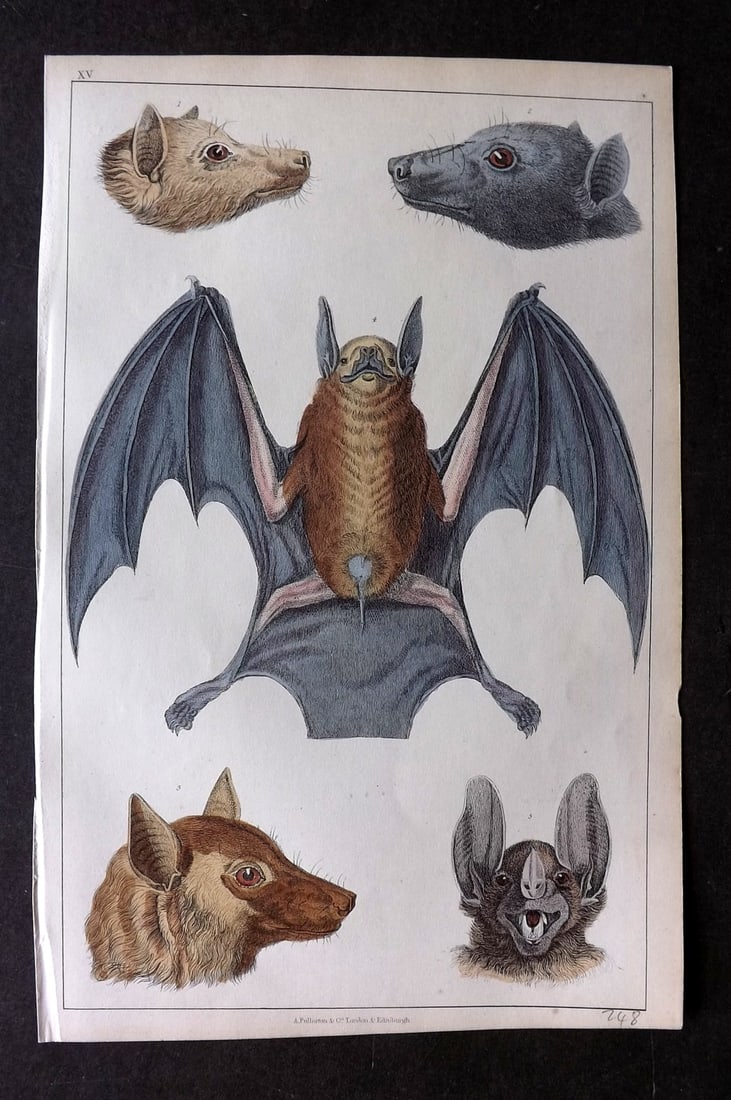 Goldsmith, Oliver C1850 Hand Col Print. Bats 15: Antique Etching/Engraving Published C1850 by A. Fullarton & Co., London for "A History of the Earth and Animated Nature" by Oliver Goldsmith. Fine hand colour as issued. Paper Size: 10 x 6 inch (25 x 