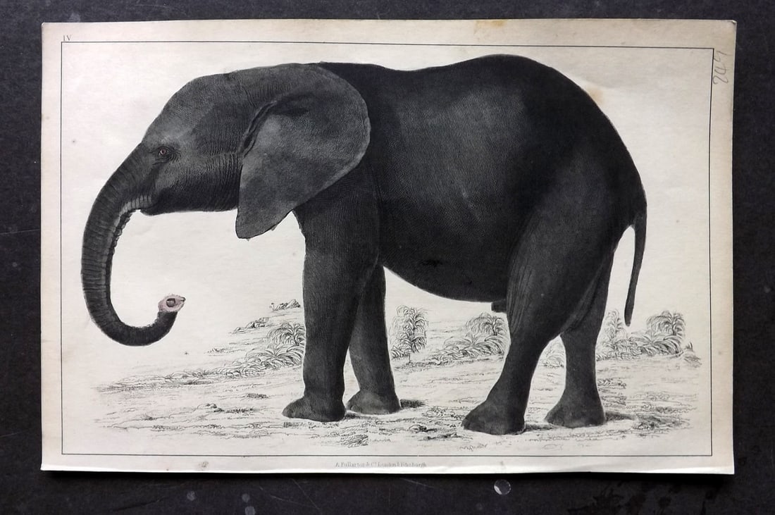 Goldsmith, Oliver C1850 Hand Col Print. Elephant 55 (1 of 1)