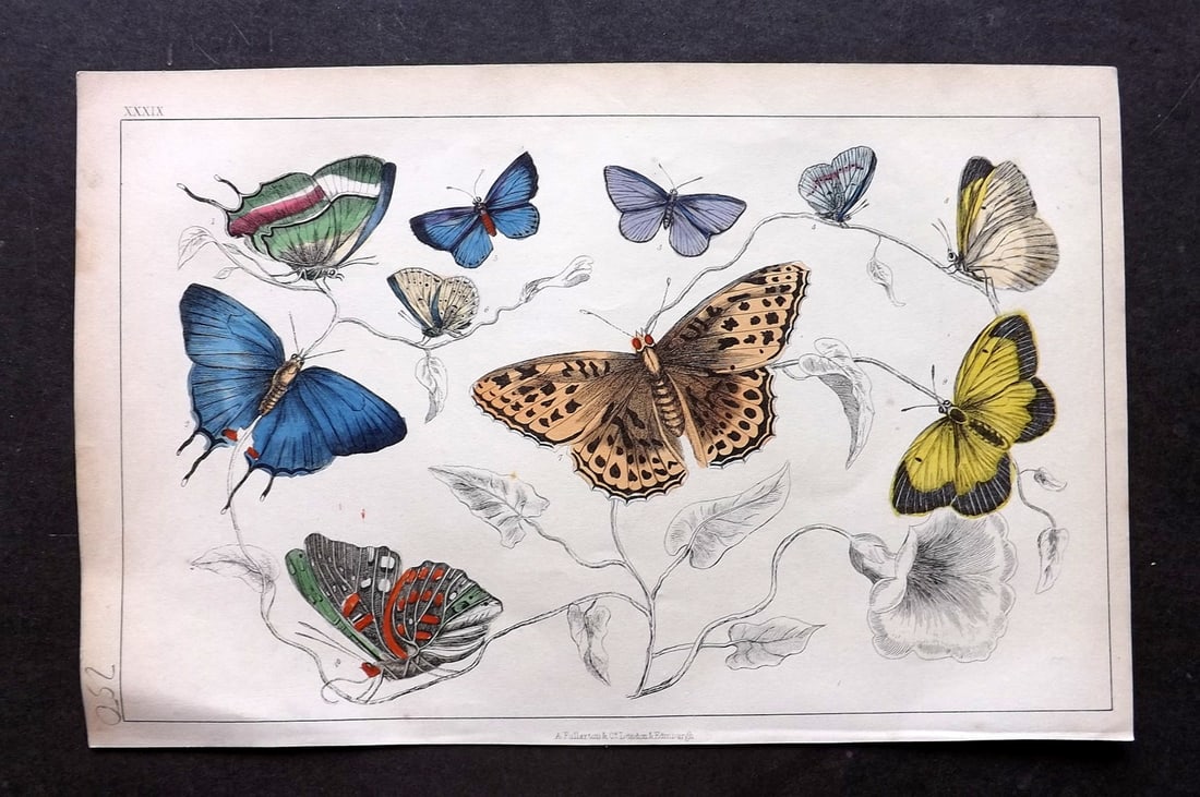 Goldsmith, Oliver C1850 Hand Col Print. Butterflies 39: Antique Etching/Engraving Published C1850 by A. Fullarton & Co., London for "A History of the Earth and Animated Nature" by Oliver Goldsmith. Fine hand colour as issued. Paper Size: 10 x 6 inch (25 x 