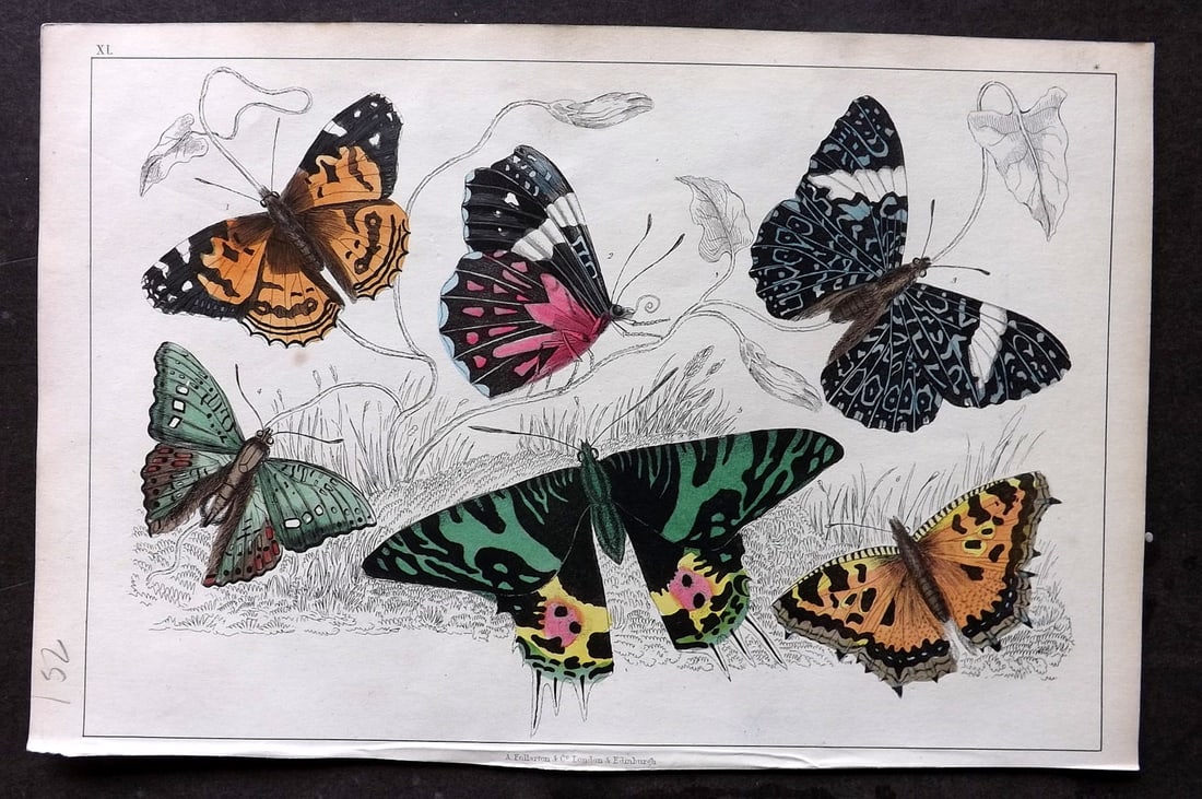 Goldsmith, Oliver C1850 Hand Col Print. Butterflies 40: Antique Etching/Engraving Published C1850 by A. Fullarton & Co., London for "A History of the Earth and Animated Nature" by Oliver Goldsmith. Fine hand colour as issued. Paper Size: 10 x 6 inch (25 x 