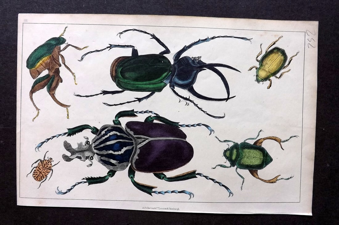 Goldsmith, Oliver C1850 Hand Col Print. Beetles 03: Antique Etching/Engraving Published C1850 by A. Fullarton & Co., London for "A History of the Earth and Animated Nature" by Oliver Goldsmith. Fine hand colour as issued. Paper Size: 10 x 6 inch (25 x 