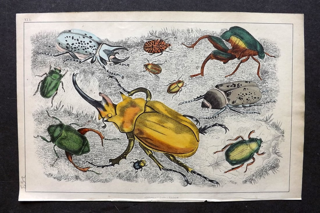 Goldsmith, Oliver C1850 Hand Col Print. Beetles 42: Antique Etching/Engraving Published C1850 by A. Fullarton & Co., London for "A History of the Earth and Animated Nature" by Oliver Goldsmith. Fine hand colour as issued. Paper Size: 10 x 6 inch (25 x 