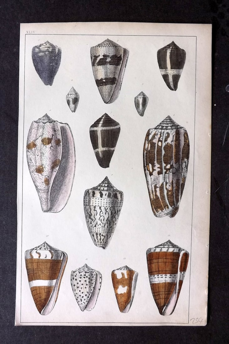 Goldsmith, Oliver C1850 Hand Col Print. Shells 44 (1 of 1)