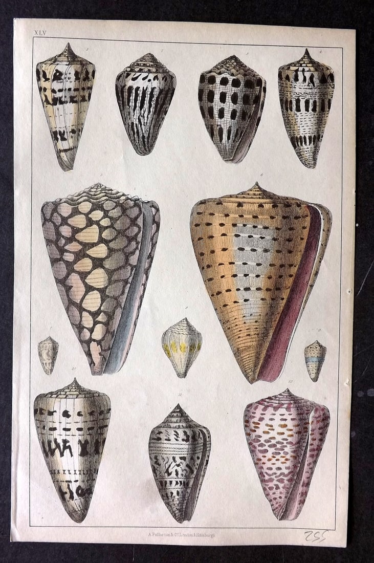 Goldsmith, Oliver C1850 Hand Col Print. Shells 45 (1 of 1)